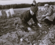 Wspólna praca, lata 60, Antonina Mikołajczuk