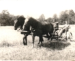 Żniwa przy starej Plebani w Osmoli 1971r., zdjęcie Krystyny Kutyłowskiej